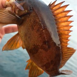 またもやポイント一人勝ち(笑)(釣行 其の拾六)