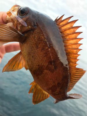 またもやポイント一人勝ち(笑)(釣行 其の拾六)