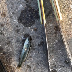 まさかのゲスト