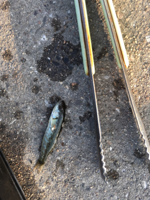 まさかのゲスト