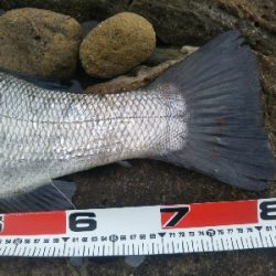 ランカーヒラスズキ