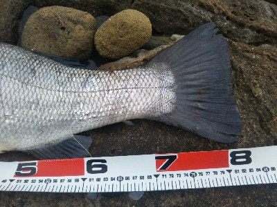 ランカーヒラスズキ