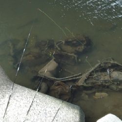 多摩川テナガエビ調査釣行2