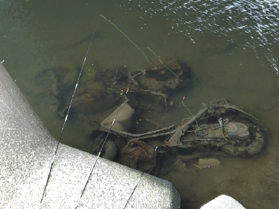 多摩川テナガエビ調査釣行2