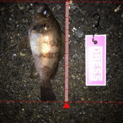 雨上がりのメバリング