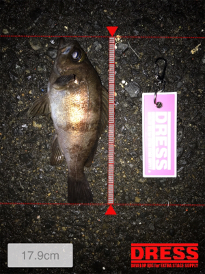 雨上がりのメバリング