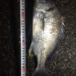 キビレゲット！