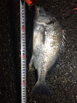 キビレゲット！