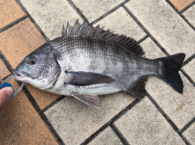 風が強い中おチヌさん釣れた