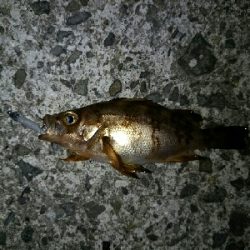 メバルマスター230