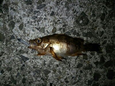 メバルマスター230