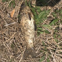 のんびりフナ釣り