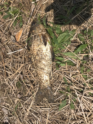 のんびりフナ釣り