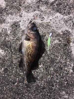 朝から夜まで釣りをする。