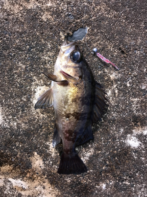 夜明けくらいから釣りをする。
