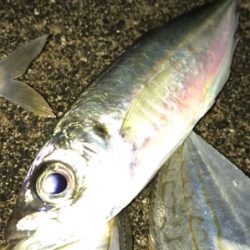 ジャボならずアジ1匹