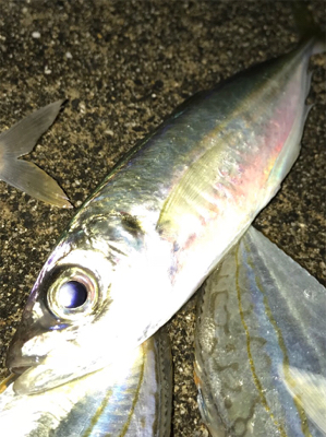 ジャボならずアジ1匹