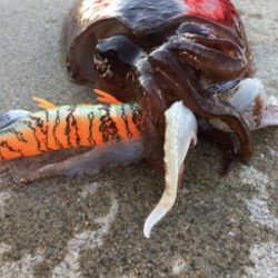 人生初のエギング