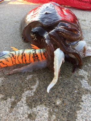 人生初のエギング