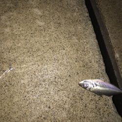 暴風雨アジング