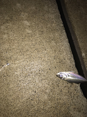 暴風雨アジング