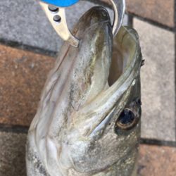 寒く渋いなかハネゲット！