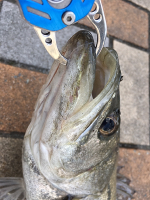 寒く渋いなかハネゲット！