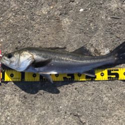 エビ撒き 好釣‼︎