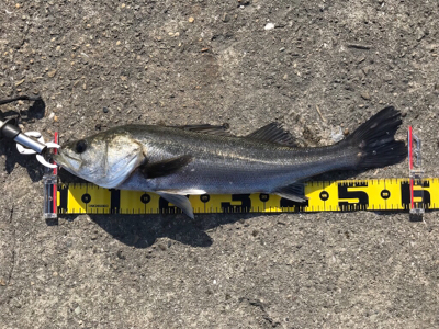 エビ撒き 好釣‼︎