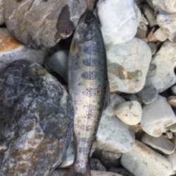 今年初の渓流釣り