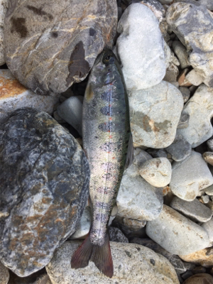今年初の渓流釣り