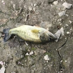 旧吉野川水系にて！