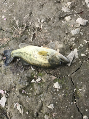 旧吉野川水系にて！