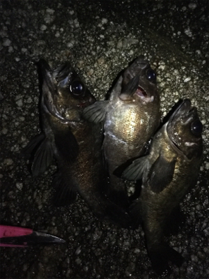 連続メバリング