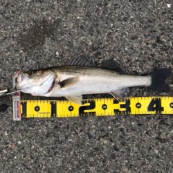 連日釣行を堪能‼︎