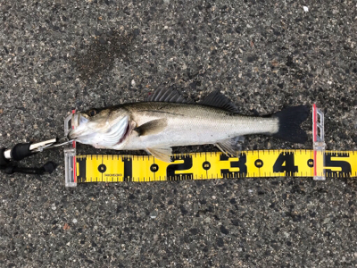 連日釣行を堪能‼︎