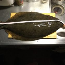 久々〜のヒラメ