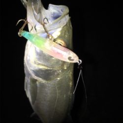 バチパターン開幕？