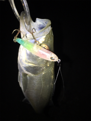 バチパターン開幕？