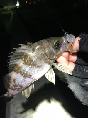 本命のメバル釣れました。