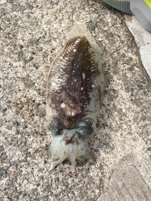 またまたコウイカ