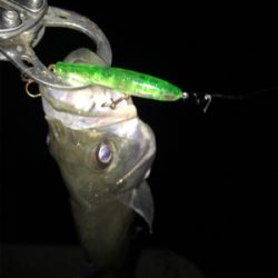 連日連夜絶好調！