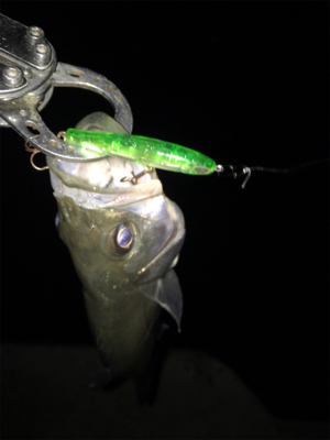 連日連夜絶好調！