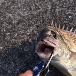 夕まずめ風があり少し肌寒い！