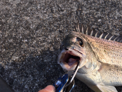 夕まずめ風があり少し肌寒い！