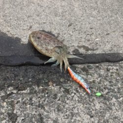 コウイカ連発！