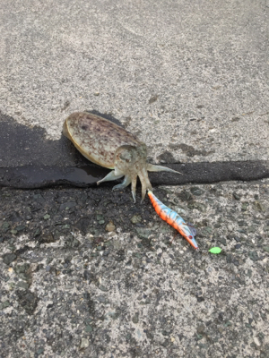 コウイカ連発！