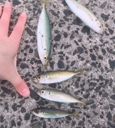 アジ釣りがまさかの大物hit