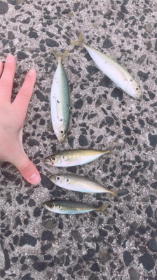 アジ釣りがまさかの大物hit