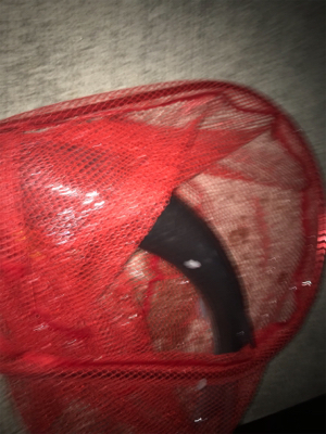 シーバス釣れまてん